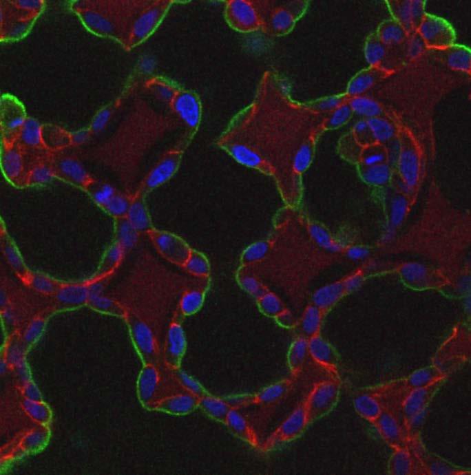 organization of tissue cells in 3D