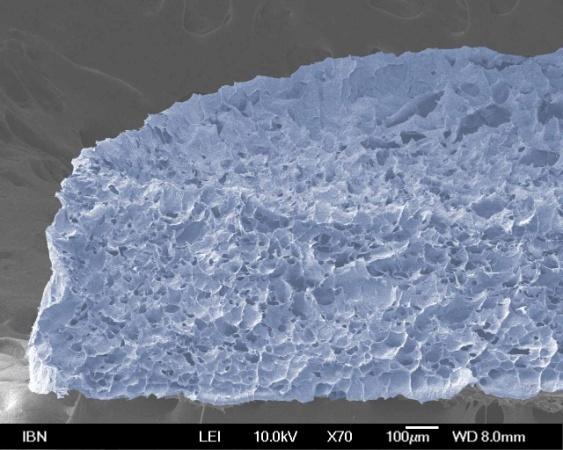 µm One Sponge/Scaffold Top View