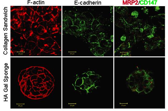 Applications of Cellusponge-Gal: 3D Primary Rat Hepatocyte Culture Albumin Secretion & Urea