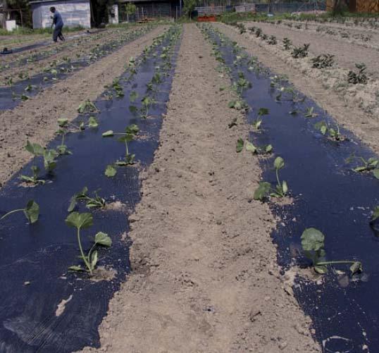000 traditional pots with biodegradable ones, Mulch an overall surface of about 115 with biodegradable films for the cultivation of different horticultural crops, Substitute 380.