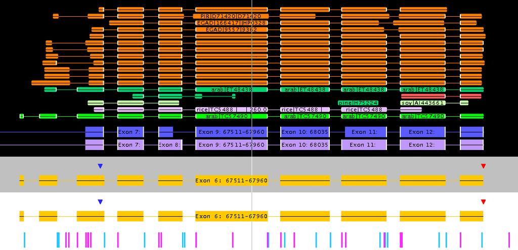Structural Annotation: Graphic Viewer Annotation Station Sequence Database Hits Top: Protein matches Bottom: EST matches Not shown graphically: gene name, nucleotide and protein sequence, MW, pi,