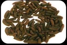 Frass 100 kg fresh Larvae (70% DM)
