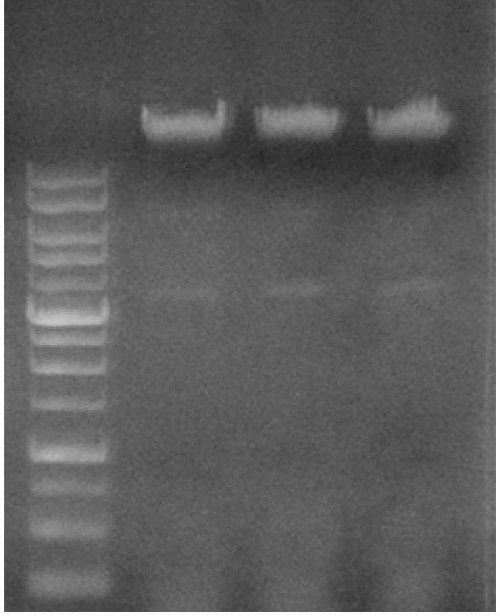 Page 2 Introduction The Geneaid DNA Isolation Kit (Yeast) offers a simple and gentle reagent DNA precipitation method for isolating high molecular weight genomic, mitochondrial or viral DNA from