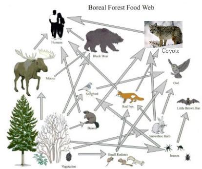 Food Webs A much more accurate display of who eats who A representation of the feeding relationships within a community.