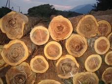 Bio-oil production from lignocellulosic biomass Abundant lignocellulosic biomass resources are available in