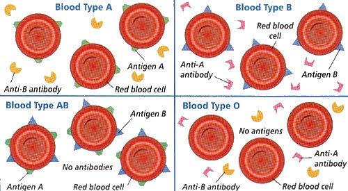 5. Refer to the diagram above. What blood type(s) would be possible form a cross between an individuals with the following genotypes--> I A i x I B i a. type A and B d. type O, AB, B b.