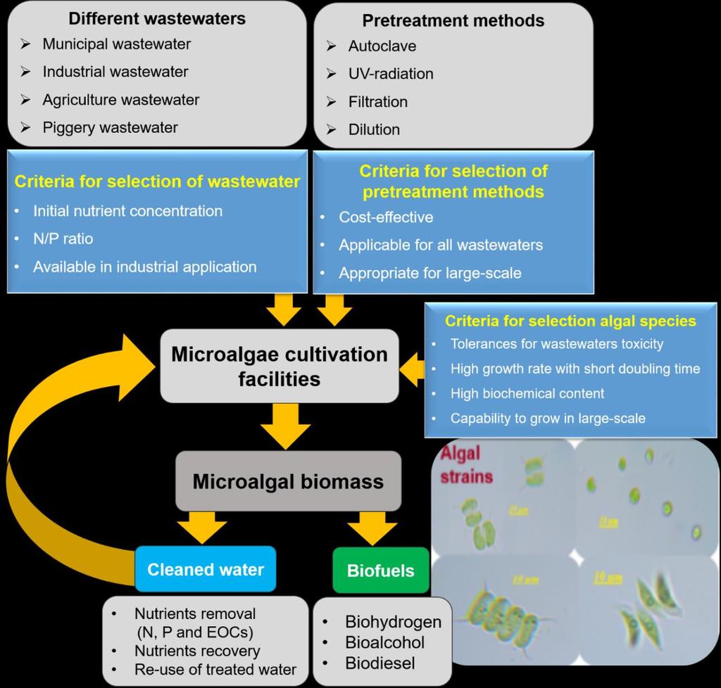 Microalgae & wastewater: Items required for algal cultivation with wastewater treatment Figure.