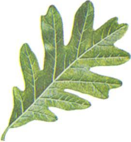 9a) Leaf edges rounded White Oak