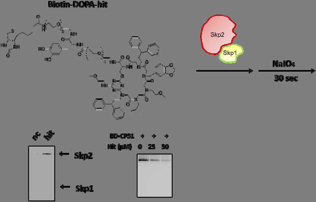 First, Western blotting experiments were performed with HeLa cells. The cyclic peptoid indeed increased cellular levels of p27, indicating the compound is cell permeable and act as inhibitors of Skp2.
