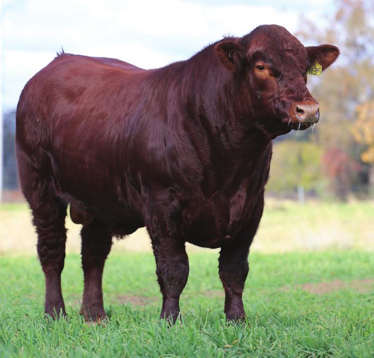 BACKGROUND Fixed time Artificial Insemination (FTAI) is a popular, cost effective and relatively simple reproductive technology ideal for increasing the overall genetic merit of your herd, and