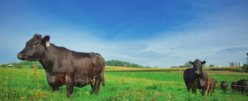 Shorten Your Calving Season The financial benefit of a shorter average calving interval makes a Fixed Time AI program ideal for your herd.