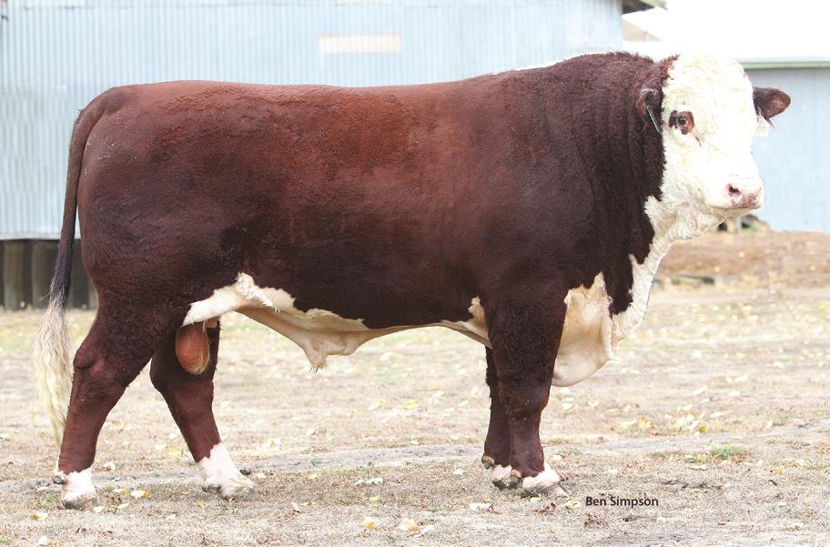 for 11 traits, with over 4,700 progeny Excellent commercial cow & heifer option