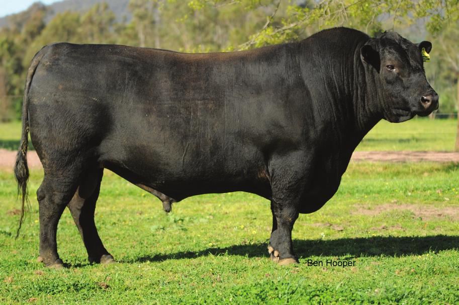 ranks top 10% EMA, top 1% fat & breed leader for IMF High EBV accuracy in 113