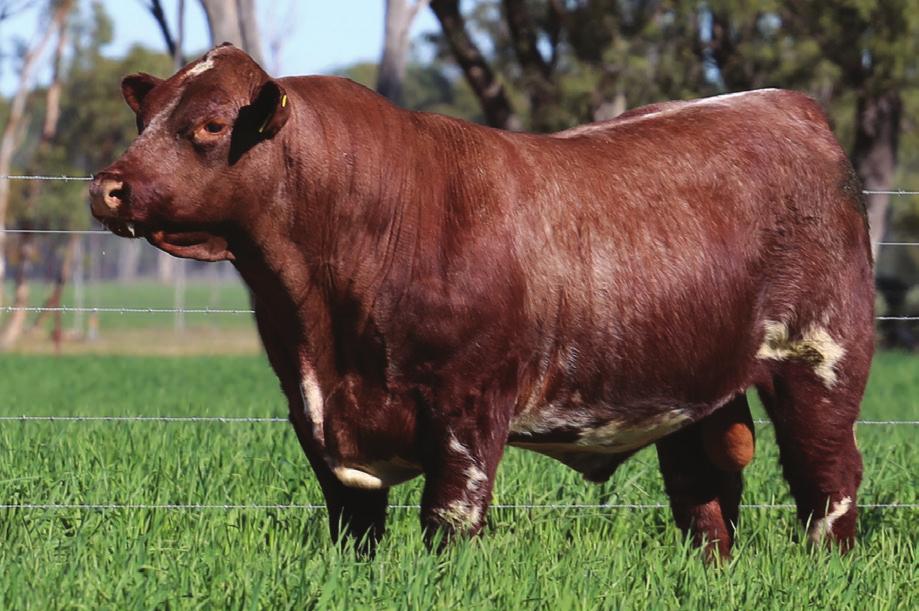 growth option Superb docility and breed leading $W & $B Great mating flexibility
