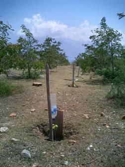 Simple Drip irrigation water AGROSILVOPASTURE DEVELOPMENT In West Nusa Tenggara Constraints for Sustainable Agricultural Development in Degraded Land, at semi arid areas or dry subhumid tropics are: