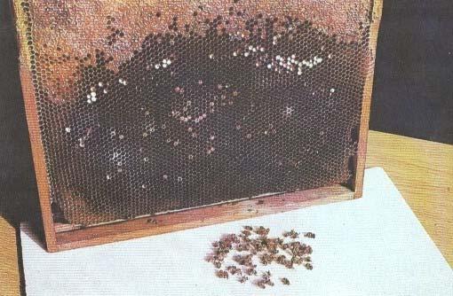 Signs of varrosis on bee colony reduced number of adult bees