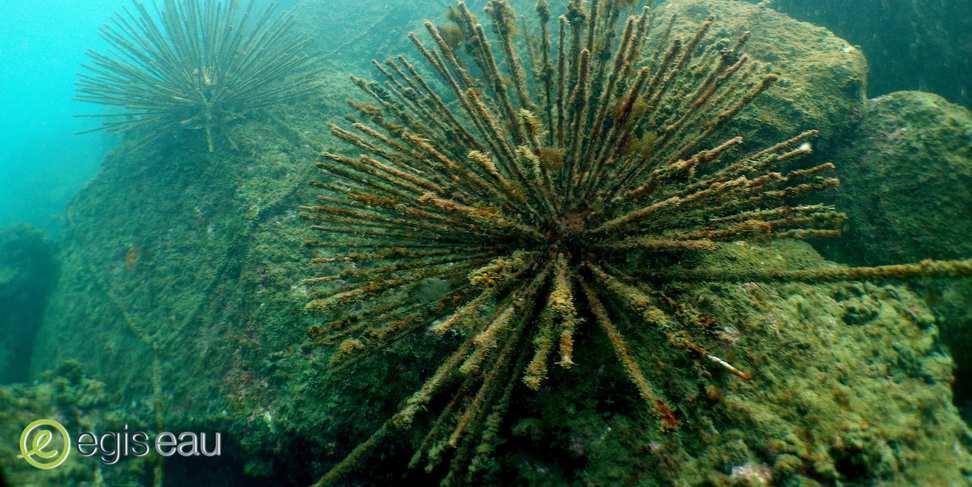 R&D works Based on biomimicry concept : -A giantdiadem urchin - 240 linear meters of