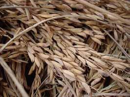 Rice husk ash An additional benefit of using rice husk as a biomass fuel is from the ash after the rice husk has been combusted.