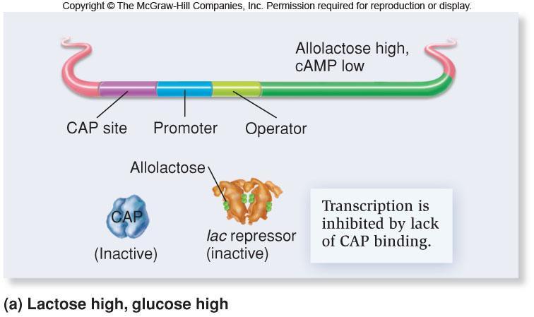 When both lactose and glucose are high, the lac operon is shut off Glucose uptake causes camp
