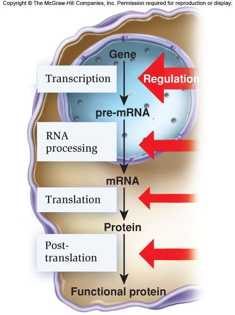 Eukaryotic gene regulation Transcriptional regulation