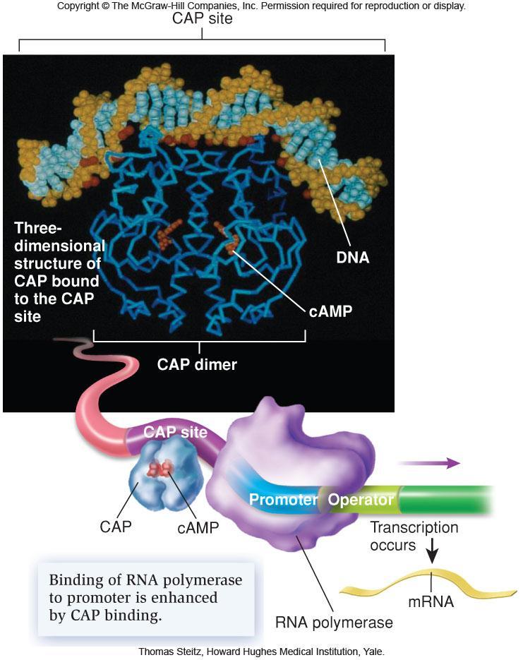 Gene regulation involving CAP and camp an example of positive control When camp binds to CAP, complex binds to