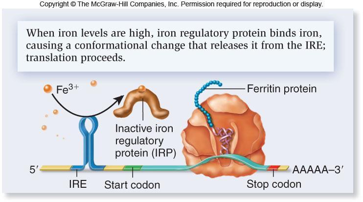When iron is abundant in the cytosol, the iron binds directly to IRP and prevents it from binding to the IRE Ferritin mrna is translated to make more ferritin protein Faster
