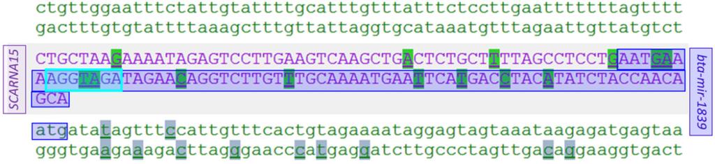 Cattle mirna gene bta-mir-1291 comprising seed SNP resided within two other genes: intron 9 of the protein-coding host gene KANSL2 and non-coding snorna gene SNORA2. MicroRNA SNiPer 4.