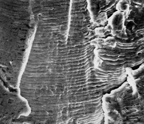 striations clearly visible Schematic