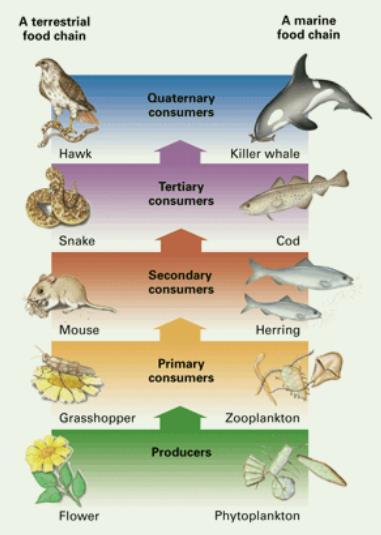 Quaternary consumers eat tertiary consumers. (They are usually very low in number in the ecosystem.) Tertiary consumers eat secondary consumers. Secondary consumers eat primary consumers.