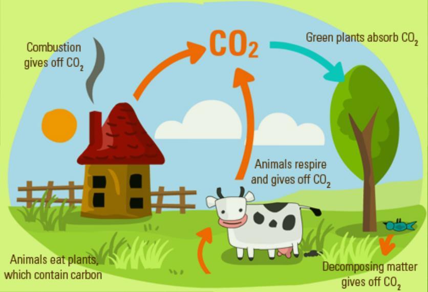iv. The Carbon and Oxygen Cycle v. The Oxygen Cycle 1.
