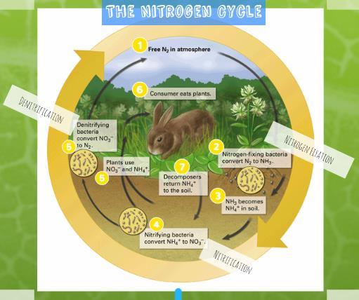 vii. The Nitrogen Cycle 1. % of atmosphere is nitrogen gas. 2. Some bacteria convert through a process called.