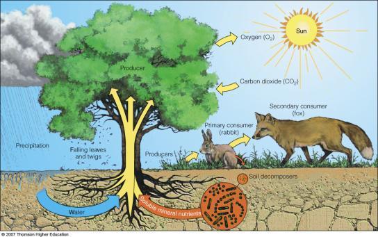 Nonliving and Living Components of Ecosystems Ecosystems consist