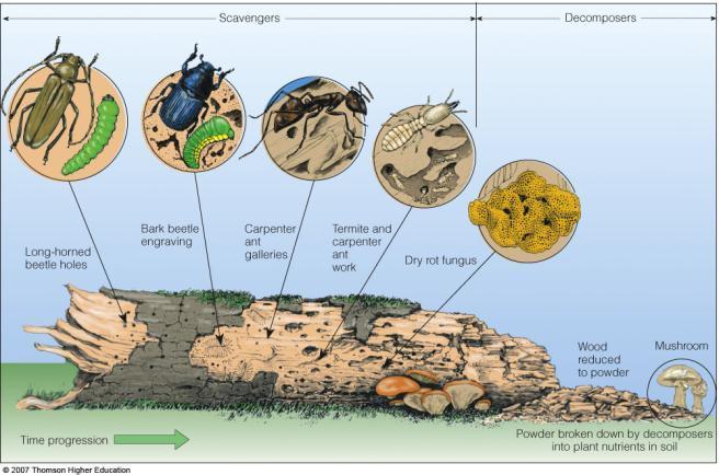 Decomposers and Detrivores Decomposers: Recycle nutrients in ecosystems.