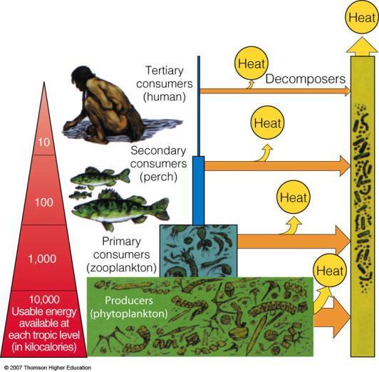 Energy Flow in an Ecosystem: Losing Energy in Food Chains and Webs Ecological efficiency: