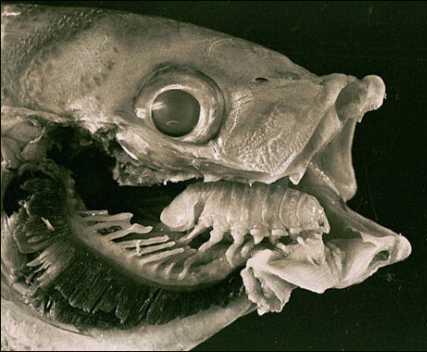 Cymothoa exigua is a parasitic crustacean that attaches itself at the base of the spotted rose snapper s tongue,