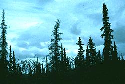 Taiga (evergreen coniferous forest) Just south of the tundra