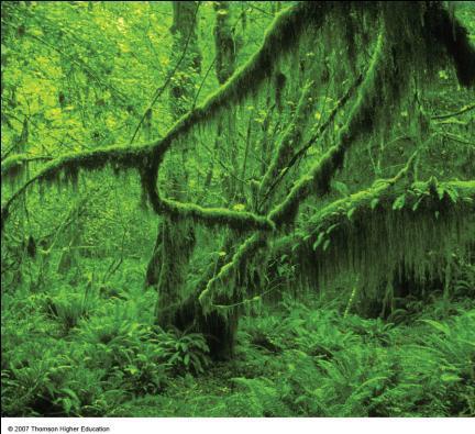 Temperate Rain Forests Coastal areas support huge cone-bearing evergreen