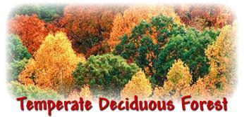 Temperate Deciduous Forest It has moderate temperatures, long, warm