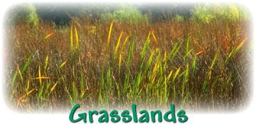 Grassland The rainfall is erratic & fires are common.
