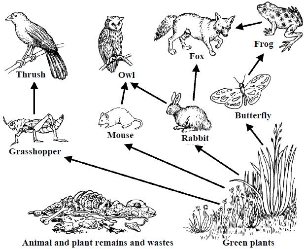 (ii) Select an organism from this habitat or name another organism from a habitat you have studied and state one adaptation that the organism has that makes it suited to its habitat.