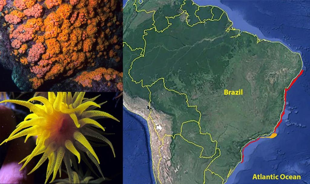 (including the Flower Garden Banks Marine Sanctuary and Florida Keys) and Western Atlantic (Brazilian Coast) (Sammarco et al., 2013).
