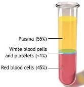 CBPO Plasma Product Overview 03 Blood IVIG 30.9% Other immunoglobulins 14.9% White cells CBPO Sales Breakdown by Product P. Polypeptide 15.1% Red cells Platelets ( Q3 17 Sales % ) Albumin 33.