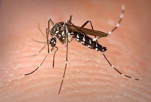 THE ASIAN TIGER MOSQUITO It is native to Southeast Asia. It has become one of the most widely spread species, spreading to over 28 countries.