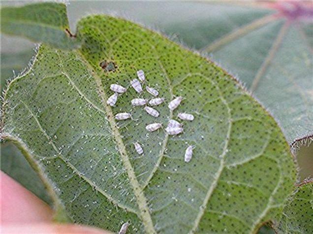 COTTON WHITEFLY Native to India Grow to be just a Millimeter long However, they feast on 900 different kinds of plants