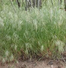 CHEATGRASS Also Called Bromus Tectorum Native to Europe and Asia Today it is a problem all over USA and Canada It is a major problem in the western USA, where it can completely drive out certain