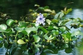 WATER HYACINTH The plant is native to South America. It is now widespread in Asia, Africa, North America, Australia, and the UK.