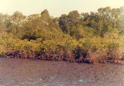 THE MANGROVES A characteristic