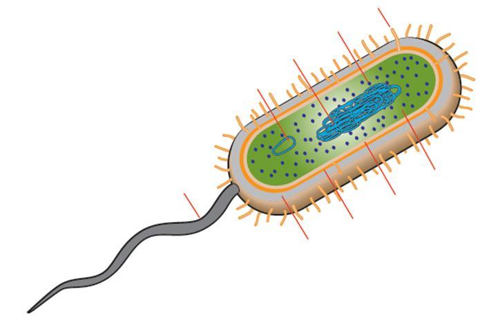 Section A: Prokaryotes Types and Structure 1. What is microbiology? 2. Compare and contrast characteristics of each bacterial type: Eubacteria and Archaebacteria. Eubacteria Both Archaebacteria 3.