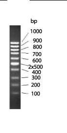 Detection by agarose gel electrophoresis (optional) The DNA staining solution supplied with this may be used in gel electrophoretic analysis.