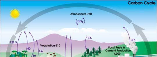 The Carbon Cycle WHY CARBON?
